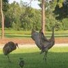 sandhillcrane